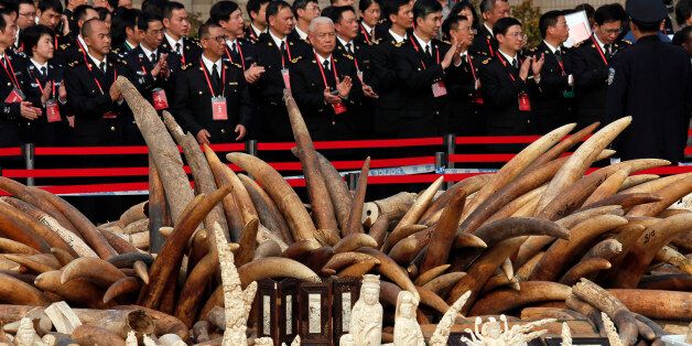 Customs officers attend a ceremony before destroying illegal ivory in Dongguan, southern Guangdong province, China Monday, Jan. 6, 2014. China destroyed about 6 tons of illegal ivory from its stockpile on Monday, in an unprecedented move wildlife groups say shows growing concern about the black market trade by authorities in the world's biggest market for elephant tusks. (AP Photo/Vincent Yu)