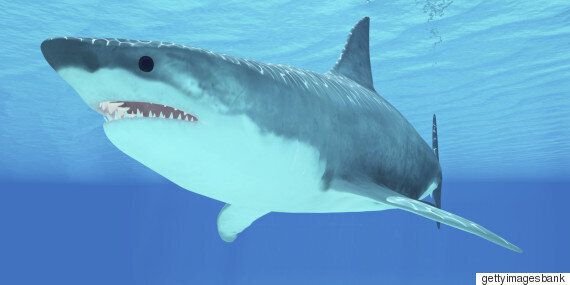 백상아리가 수족관에 전시된 지 고작 3일 만에 죽어버렸다. 이유는 명백하다(동영상)