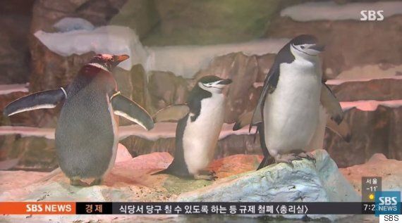 남극 펭귄들이 한국으로 이사 온 이후 새끼를 아예 낳지 못하고 있다