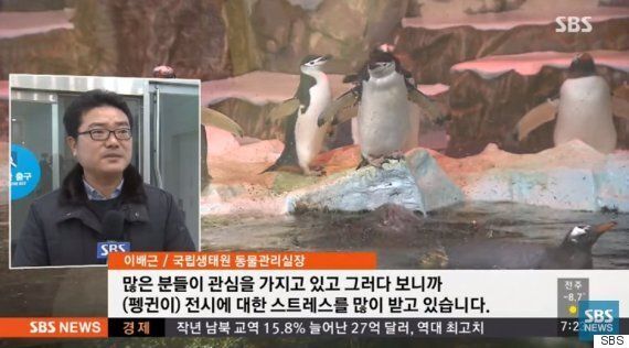 남극 펭귄들이 한국으로 이사 온 이후 새끼를 아예 낳지 못하고 있다