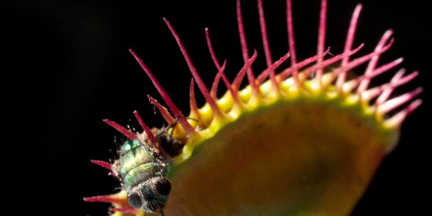 In this photo taken Dec. 28, 2010, an insect is devoured by a Dionaea Muscipula during a carnivorous plants exhibition at the Botanic Garden in Bogota, Colombia. (AP Photo/William Fernando Martinez)