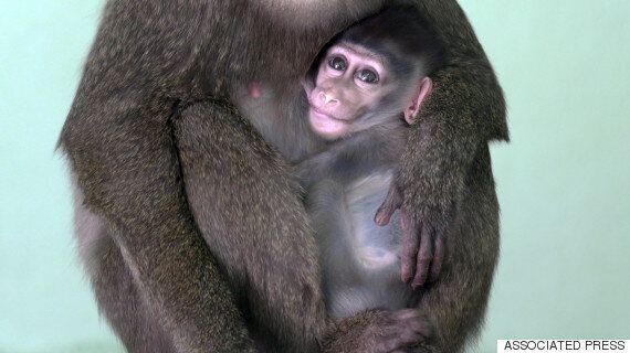 중국 과학자들이 유전자 조작으로 '자폐증' 원숭이를 만들어냈다