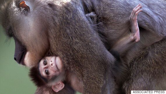 중국 과학자들이 유전자 조작으로 '자폐증' 원숭이를 만들어냈다