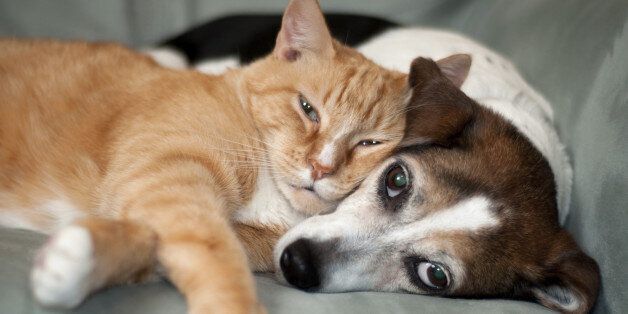 Cute dog with cat. Love. red and cute animals