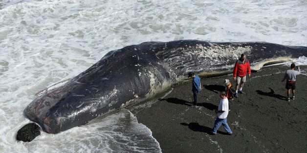 2015년 4월 15일, 미국 캘리포니아 해안에서 사람들이 죽은 고래를 보고 있다. (자료사진)