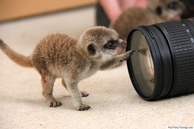 이 세상의 동물이라고 생각할 수 없을 만큼 귀여운 미어캣 새끼가 태어났다(화보, 동영상)