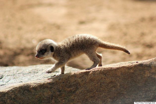 이 세상의 동물이라고 생각할 수 없을 만큼 귀여운 미어캣 새끼가 태어났다(화보, 동영상)