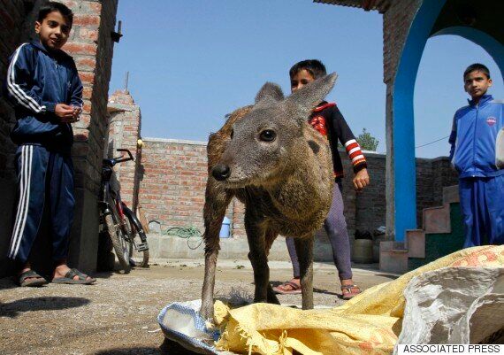 사향을 어디서 얻는지 당신은 알고 싶지 않을 거다
