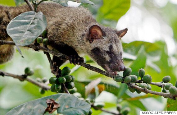 사향을 어디서 얻는지 당신은 알고 싶지 않을 거다