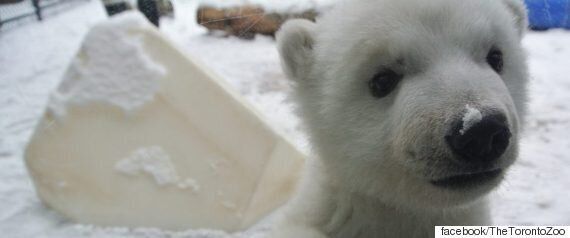 난생처음 눈을 만져봤던 새끼 북극곰의 근황(동영상)