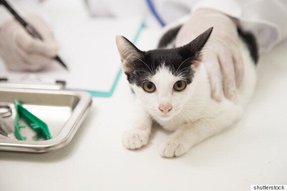 당신의 고양이가 아프다는 25가지 신호