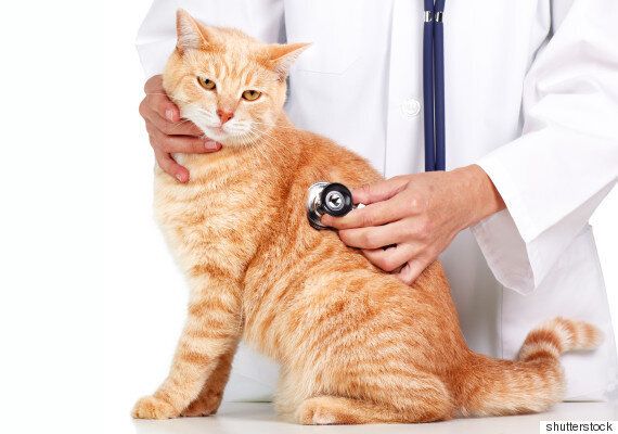 당신의 고양이가 아프다는 25가지 신호