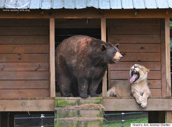 사자, 곰, 호랑이가 형제처럼 지내는 동물보호소(사진, 동영상)