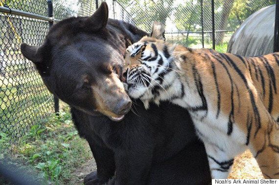 사자, 곰, 호랑이가 형제처럼 지내는 동물보호소(사진, 동영상)
