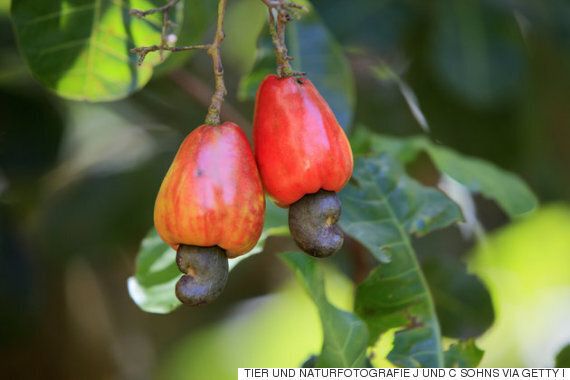 캐슈넛이 어떻게 자라는 견과류인지 알아봤다(사진)