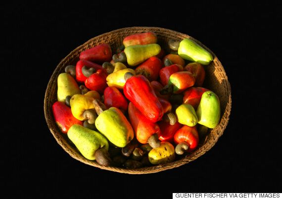 캐슈넛이 어떻게 자라는 견과류인지 알아봤다(사진)