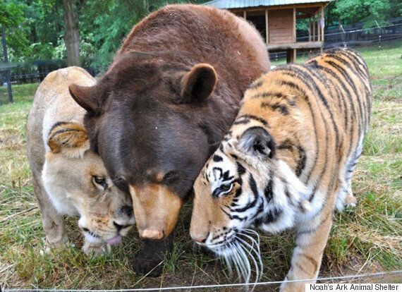 '주토피아'를 본 당신이 사랑에 빠지게 될 5마리의 '여우'들(사진, 동영상)