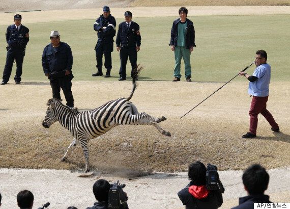 일본의 어느 승마클럽에서 탈출한 얼룩말의 죽음(사진, 동영상)