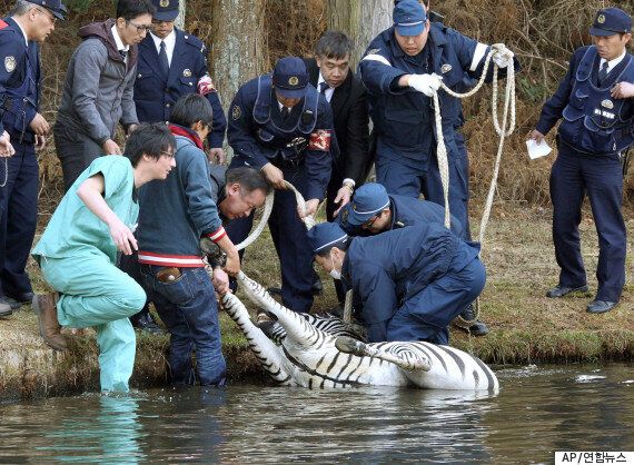 일본의 어느 승마클럽에서 탈출한 얼룩말의 죽음(사진, 동영상)