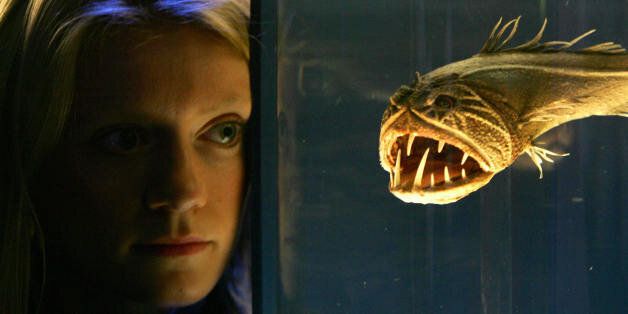 London, UNITED KINGDOM:  A  visitor to the Science Museum in London, studies a Fangtooth fish, 13 October, at the new exhibition ' The Science of Aliens' which runs from the 15 October until 26 February 2006. AFP PHOTO /MARTYN HAYHOW  (Photo credit should read MARTYN HAYHOW/AFP/Getty Images)