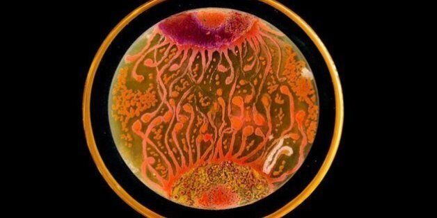 2015년 ASM 아가르 예술전에서 '피플스 초이스' 상을 받은 페닐의 '세포에서 세포'