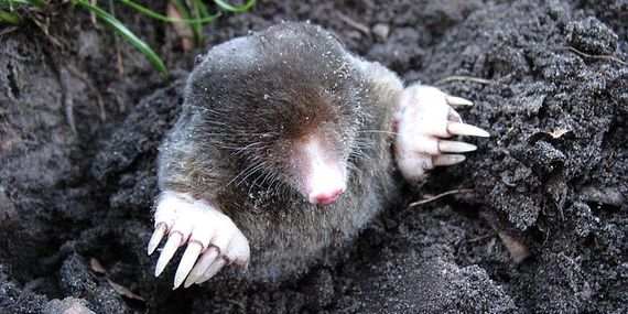 뇌에 대한 6가지 오해