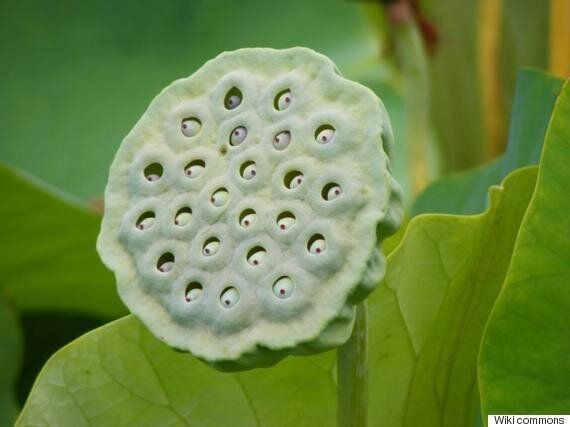 과학자들이 환공포증의 원인을 설명하다 (사진)