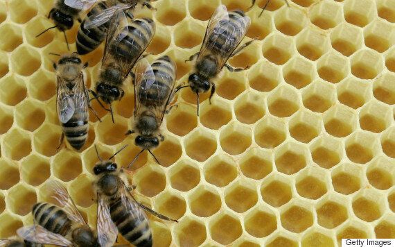 과학자들이 환공포증의 원인을 설명하다 (사진)