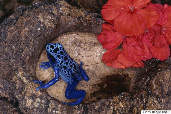 과학자들이 환공포증의 원인을 설명하다 (사진)