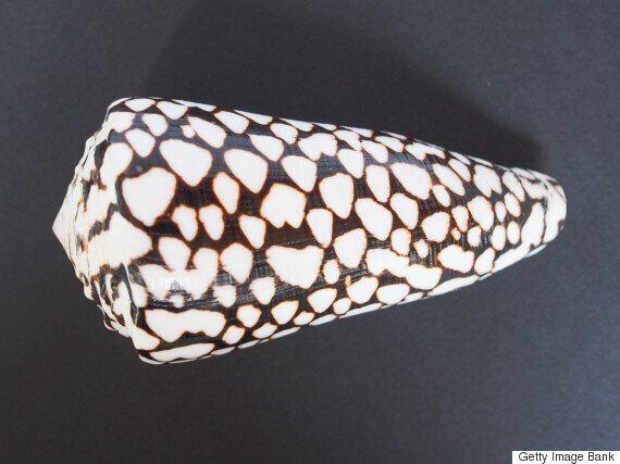 과학자들이 환공포증의 원인을 설명하다 (사진)