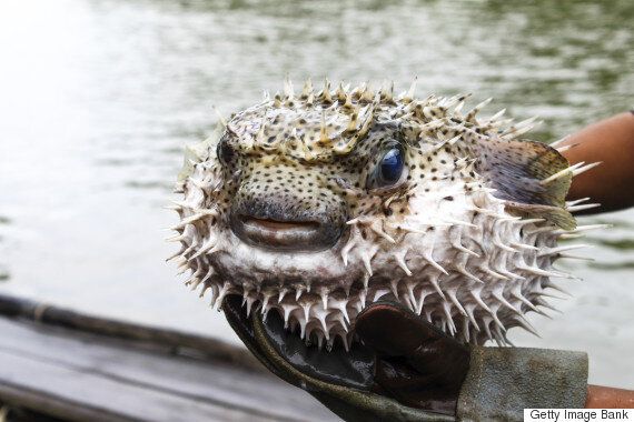 과학자들이 환공포증의 원인을 설명하다 (사진)