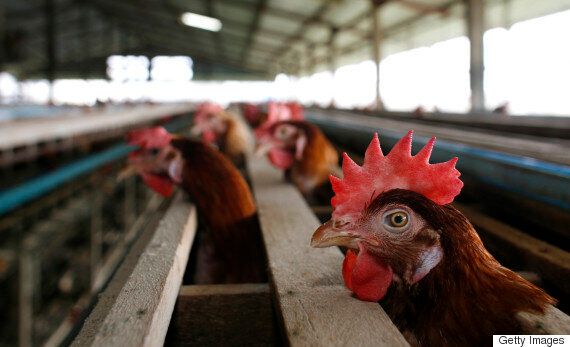 전문적이지만 조금은 이상한 직업 14가지