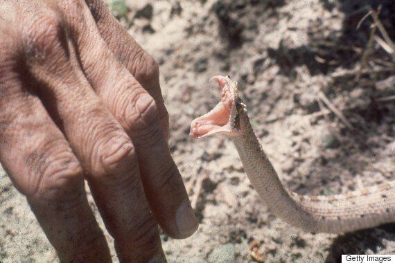 전문적이지만 조금은 이상한 직업 14가지