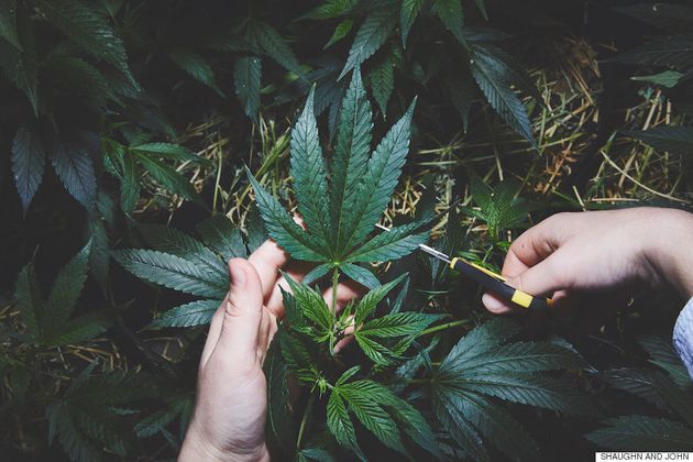 마리화나를 키우는 수녀들은 신의 부름에 답하고 있다