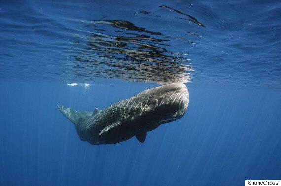 '모비딕'은 그저 가상의 존재가 아니었을지도 모른다