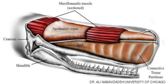 '모비딕'은 그저 가상의 존재가 아니었을지도 모른다