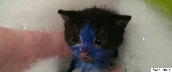 스머프와 슈렉이란 별명을 얻은 새끼 고양이들이 구조되어 새 삶을 얻었다(동영상