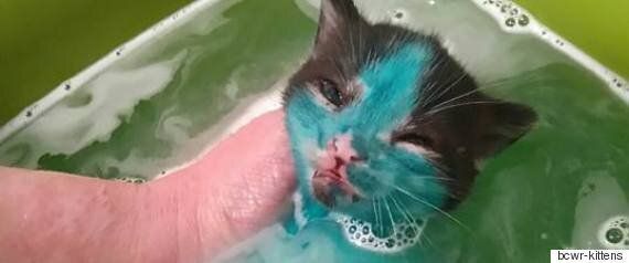 스머프와 슈렉이란 별명을 얻은 새끼 고양이들이 구조되어 새 삶을 얻었다(동영상