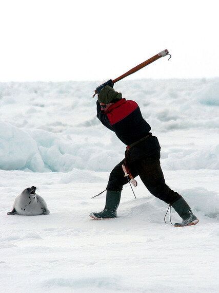 산 채로 피부가 벗겨지는 새끼 하프물범의 눈물