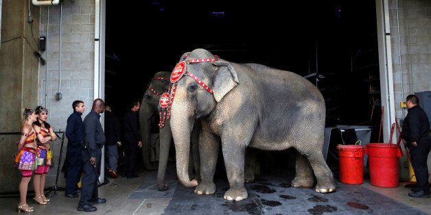 Performing elephants wait to appear in their final show for the Ringling Bros and Barnum & Bailey Circus in Wilkes-Barre, Pennsylvania, U.S., May 1, 2016. REUTERS/Andrew Kelly