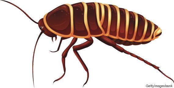 바퀴벌레는 머리가 잘려도 살 수 있다