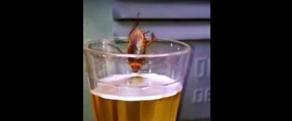 바퀴벌레는 머리가 잘려도 살 수 있다