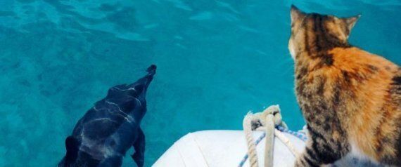 고양이와 여행하기 위해 회사를 때려치운 남자(동영상)