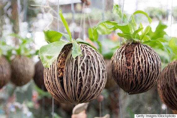 난초와 아보카도 사이에는 괴이하게 비슷한 점이 있다