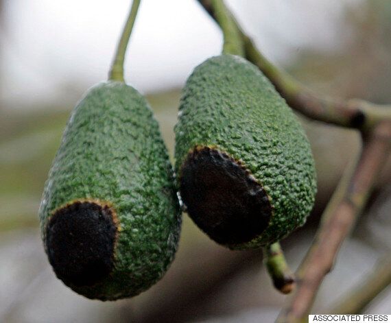 난초와 아보카도 사이에는 괴이하게 비슷한 점이 있다