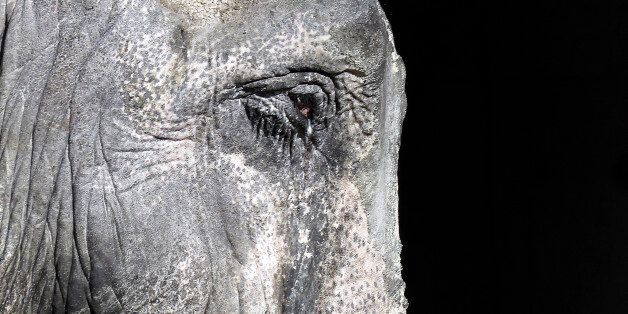 In this Jan. 27, 2016 photo, Hanako the elephant stands in her pen at Inokashira Park Zoo on the outskirts of Tokyo. An online petition drive wants the 69-year-old Hanako, or