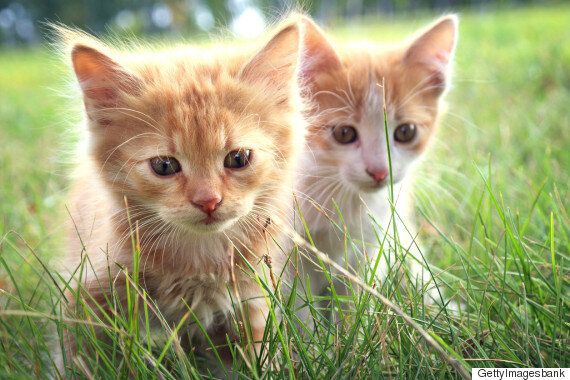 길고양이는 늘었지만 대책과 관련 예산은 부족하다