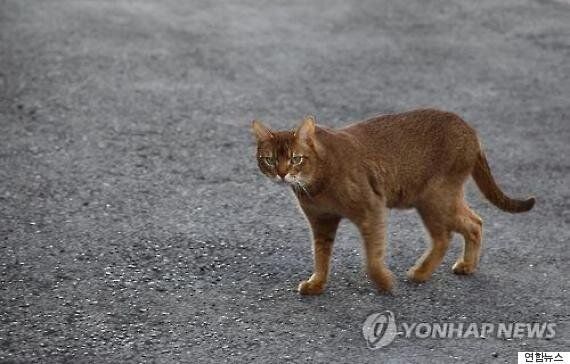 길고양이는 늘었지만 대책과 관련 예산은 부족하다