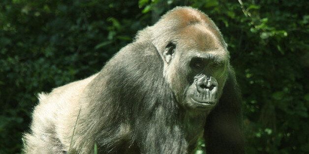 고릴라의 가치 vs. 인간의 가치