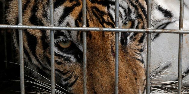 A tiger is seen in a cage as officials continue moving live tigers from the controversial Tiger Temple, in Kanchanaburi province, west of Bangkok, Thailand, June 3, 2016. REUTERS/Chaiwat Subprasom